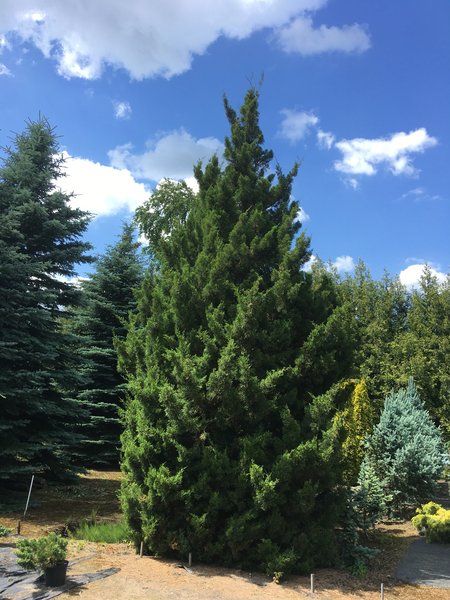 Zdjęcie na okładce dla Szkółka drzew i krzewów ozdobnych | Ostojski Stanisław.